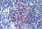 CD11b antibody, MBS246285, MyBioSource, Immunohistochemistry frozen image 