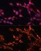 Solute Carrier Family 25 Member 24 antibody, GTX64897, GeneTex, Immunocytochemistry image 