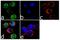 C-C Motif Chemokine Receptor 2 antibody, 711255, Invitrogen Antibodies, Immunofluorescence image 