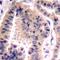 Eukaryotic Translation Initiation Factor 4B antibody, 79-421, ProSci, Immunohistochemistry frozen image 