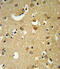 GABA(A) receptor subunit alpha-2 antibody, 63-879, ProSci, Immunohistochemistry paraffin image 