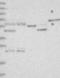 Crystallin Beta-Gamma Domain Containing 2 antibody, NBP1-90617, Novus Biologicals, Western Blot image 