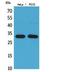 CD300 Molecule Like Family Member F antibody, A07913, Boster Biological Technology, Western Blot image 