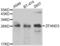Zinc Finger AN1-Type Containing 3 antibody, LS-C349172, Lifespan Biosciences, Western Blot image 