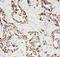 Paxillin antibody, PA1804, Boster Biological Technology, Immunohistochemistry frozen image 