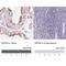 Developmental Pluripotency Associated 4 antibody, NBP2-48634, Novus Biologicals, Immunohistochemistry paraffin image 