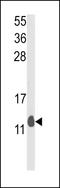 Proliferation And Apoptosis Adaptor Protein 15 antibody, LS-C163510, Lifespan Biosciences, Western Blot image 