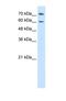 Proline Dehydrogenase 2 antibody, NBP1-70682, Novus Biologicals, Western Blot image 