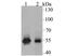 Glutathione-Disulfide Reductase antibody, NBP2-76932, Novus Biologicals, Western Blot image 