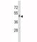 Protein Wnt-10b antibody, F49724-0.4ML, NSJ Bioreagents, Western Blot image 