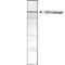 Huntingtin antibody, NB600-1197, Novus Biologicals, Western Blot image 