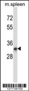 TatD DNase Domain Containing 1 antibody, 57-647, ProSci, Western Blot image 