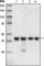 Checkpoint Kinase 1 antibody, abx015730, Abbexa, Western Blot image 