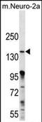 Mitogen-Activated Protein Kinase Kinase Kinase 15 antibody, PA5-71677, Invitrogen Antibodies, Western Blot image 