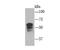 Piezo Type Mechanosensitive Ion Channel Component 1 antibody, NBP2-75617, Novus Biologicals, Western Blot image 