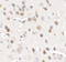 Chromodomain Helicase DNA Binding Protein 7 antibody, 6441, ProSci, Immunohistochemistry paraffin image 