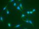 Mitogen-Activated Protein Kinase 9 antibody, 10745-R011, Sino Biological, Immunofluorescence image 