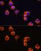 Melanotransferrin antibody, GTX33316, GeneTex, Immunocytochemistry image 