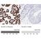 Solute Carrier Family 2 Member 1 antibody, NBP2-48609, Novus Biologicals, Immunohistochemistry paraffin image 