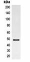 CST Telomere Replication Complex Component 1 antibody, orb322989, Biorbyt, Immunoprecipitation image 