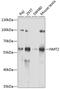 N-Myristoyltransferase 2 antibody, 22-653, ProSci, Western Blot image 