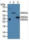 CD63 Molecule antibody, MBS2027875, MyBioSource, Western Blot image 