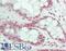 Aly/REF Export Factor antibody, LS-B14446, Lifespan Biosciences, Immunohistochemistry paraffin image 
