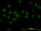 Double PHD Fingers 2 antibody, LS-B4402, Lifespan Biosciences, Immunofluorescence image 