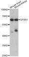 GDNF Family Receptor Alpha 1 antibody, STJ27326, St John
