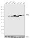 Somatostatin Receptor 2 antibody, 711091, Invitrogen Antibodies, Western Blot image 