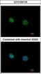 Nuclear Receptor Subfamily 2 Group C Member 2 antibody, GTX105119, GeneTex, Immunocytochemistry image 