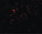 Vesicle Associated Membrane Protein 7 antibody, LS-B8839, Lifespan Biosciences, Immunofluorescence image 