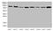 Argonaute RISC Catalytic Component 2 antibody, LS-C372287, Lifespan Biosciences, Western Blot image 