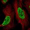 Bcl-2-associated transcription factor 1 antibody, HPA006484, Atlas Antibodies, Immunofluorescence image 