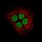 H2A Histone Family Member Y antibody, NBP2-61155, Novus Biologicals, Immunocytochemistry image 