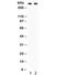 Versican antibody, R31959, NSJ Bioreagents, Western Blot image 