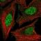 Homeobox D3 antibody, NBP2-56817, Novus Biologicals, Immunofluorescence image 