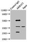 Aldo-Keto Reductase Family 1 Member C3 antibody, LS-C375177, Lifespan Biosciences, Immunoprecipitation image 