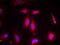 Activating Transcription Factor 2 antibody, orb14764, Biorbyt, Immunofluorescence image 