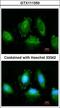 Inhibitor Of Nuclear Factor Kappa B Kinase Subunit Epsilon antibody, LS-C109456, Lifespan Biosciences, Immunofluorescence image 