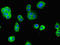 Elastase, Neutrophil Expressed antibody, LS-C369585, Lifespan Biosciences, Immunofluorescence image 