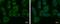 Seryl-TRNA Synthetase 2, Mitochondrial antibody, PA5-31473, Invitrogen Antibodies, Immunofluorescence image 