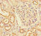 Mindbomb E3 Ubiquitin Protein Ligase 1 antibody, LS-C211423, Lifespan Biosciences, Immunohistochemistry paraffin image 