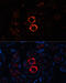 Myosin Heavy Chain 11 antibody, 13-822, ProSci, Immunofluorescence image 