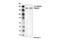 FA Complementation Group D2 antibody, 16323S, Cell Signaling Technology, Western Blot image 