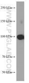Catenin Alpha 1 antibody, 66221-1-Ig, Proteintech Group, Western Blot image 