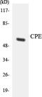 Carboxypeptidase E antibody, LS-C291829, Lifespan Biosciences, Western Blot image 