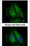 Nucleotide Binding Oligomerization Domain Containing 1 antibody, PA5-21981, Invitrogen Antibodies, Immunofluorescence image 