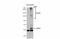 G Protein-Coupled Estrogen Receptor 1 antibody, GTX107748, GeneTex, Western Blot image 