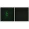 Mannose Receptor C Type 2 antibody, A04070, Boster Biological Technology, Immunohistochemistry frozen image 
